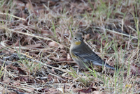 Audobons Yellow rumped Warbler 4187